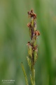 Anacamptis_palustris_subsp_palustris_07