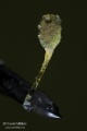 Dactylorhiza_sambucina_poll1