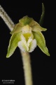 Epipactis_microphylla_02