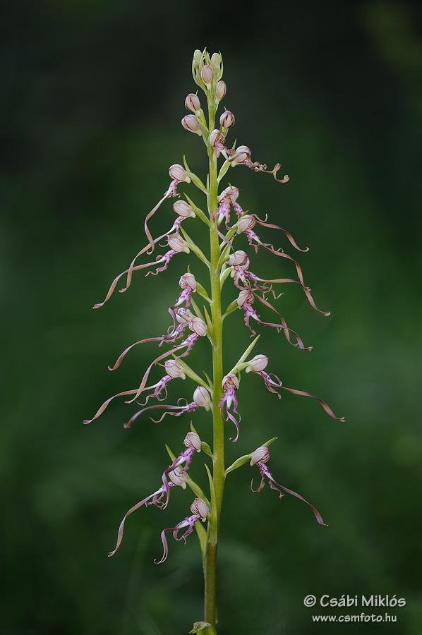 Himantoglossum_adriaticum_07.jpg - Himantoglossum adriaticum - Adriai sallangvirág 2015. 06. 12. Bakony