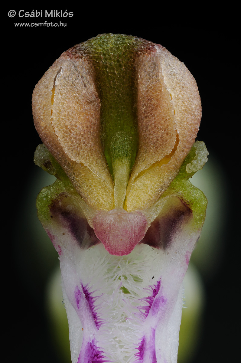 Himantoglossum_adriaticum_gyn1.jpg - Himantoglossum adriaticum - Adriai sallangvirág ivaroszlop 2015. 06. 12. Bakony