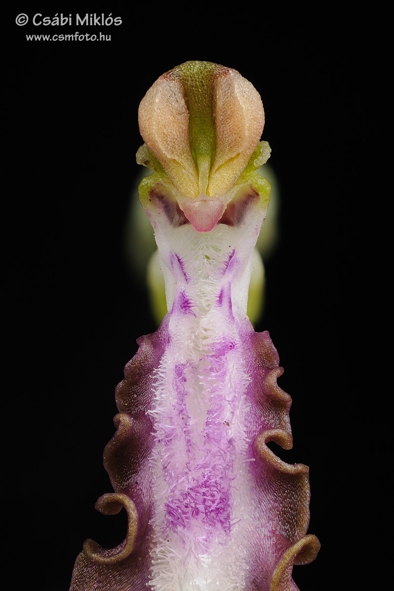 Himantoglossum_adriaticum_lip2.jpg - Himantoglossum adriaticum - Adriai sallangvirág ivaroszlop, sarkantyúbejárat, mézajak alapi rész 2015. 06. 12. Bakony