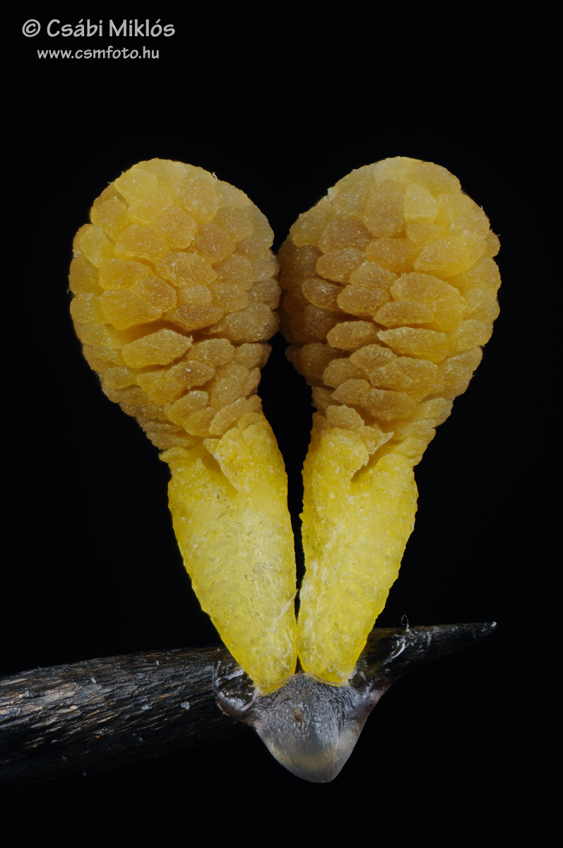 Himantoglossum_adriaticum_poll1.jpg - Himantoglossum adriaticum - Adriai sallangvirág pollinium 2015. 06. 12. Bakony