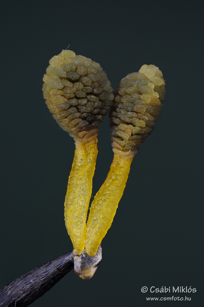 Himantoglossum_jankae_poll1.jpg - Himantoglossum jankae - Janka-sallangvirág pollinium 2013. 06. 28. Pilis-hg.