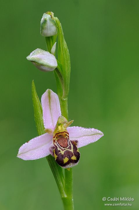 Ophrys_apifera_03.jpg - Ophrys apifera - Méhbangó 2010. 06. 08. Budai-hg.