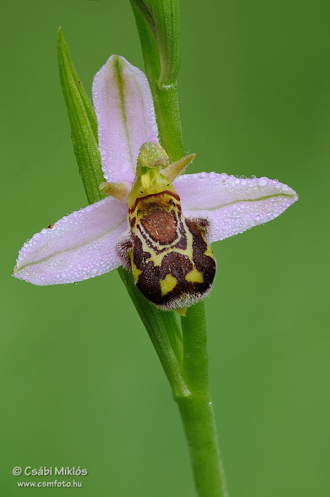 Ophrys_apifera_04.jpg - Ophrys apifera - Méhbangó 2010. 06. 08. Budai-hg.
