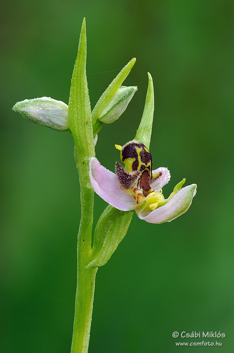 Ophrys_apifera_05.jpg - Ophrys apifera - Méhbangó 2010. 06. 08. Budai-hg.
