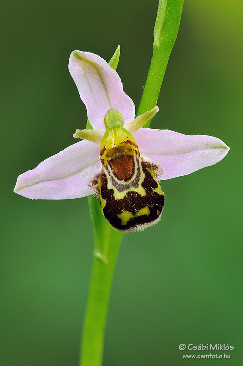 Ophrys_apifera_07.jpg - Ophrys apifera - Méhbangó 2010. 06. 08. Budai-hg.