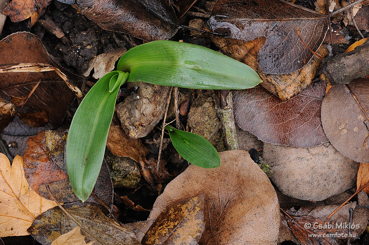 Ophrys_apifera_09.jpg - Ophrys apifera - Méhbangó 2011. 12. 04. Budai-hg.