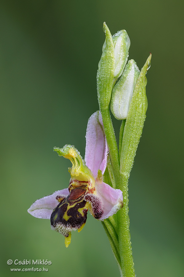 Ophrys_apifera_15.jpg - Ophrys apifera - Méhbangó 2013. 06. 15. Pilis-hg.