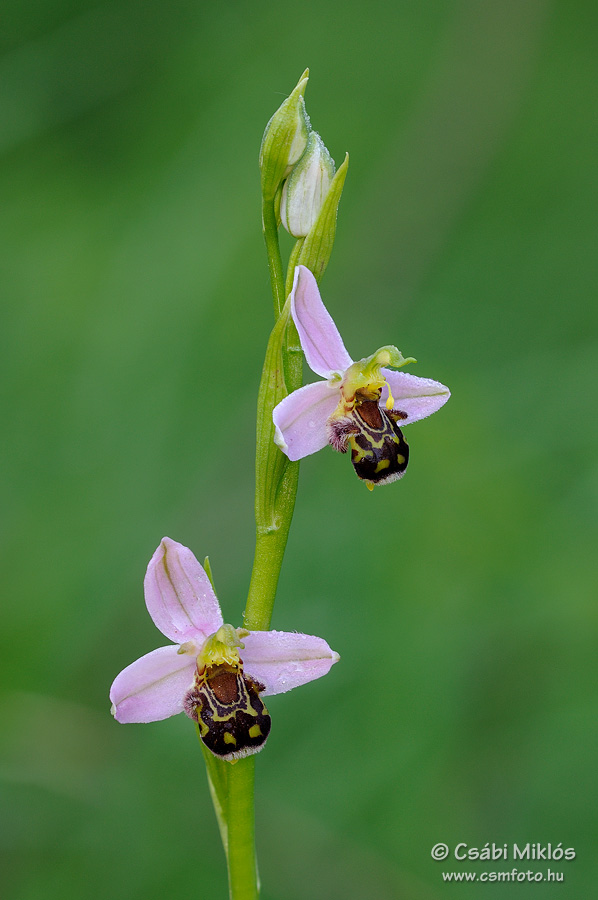 Ophrys_apifera_16.jpg - Ophrys apifera - Méhbangó 2013. 06. 09. Budai-hg.