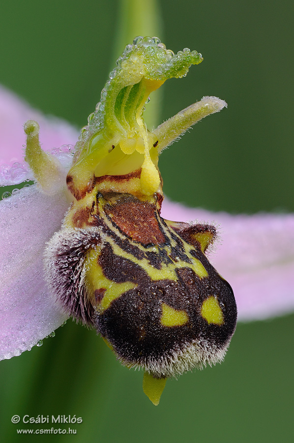 Ophrys_apifera_17.jpg - Ophrys apifera - Méhbangó 2013. 06. 09. Budai-hg.