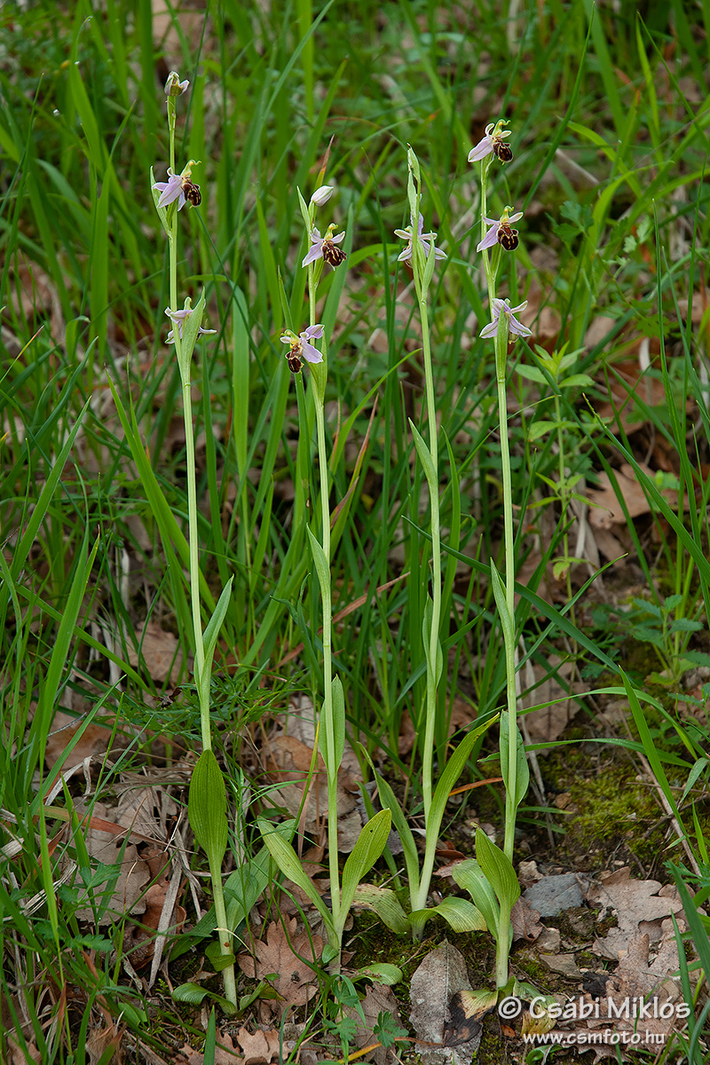 Ophrys_apifera_18.jpg - Ophrys apifera var. friburgensis - Méhbangó 2013. 06. 15. Pilis-hg.