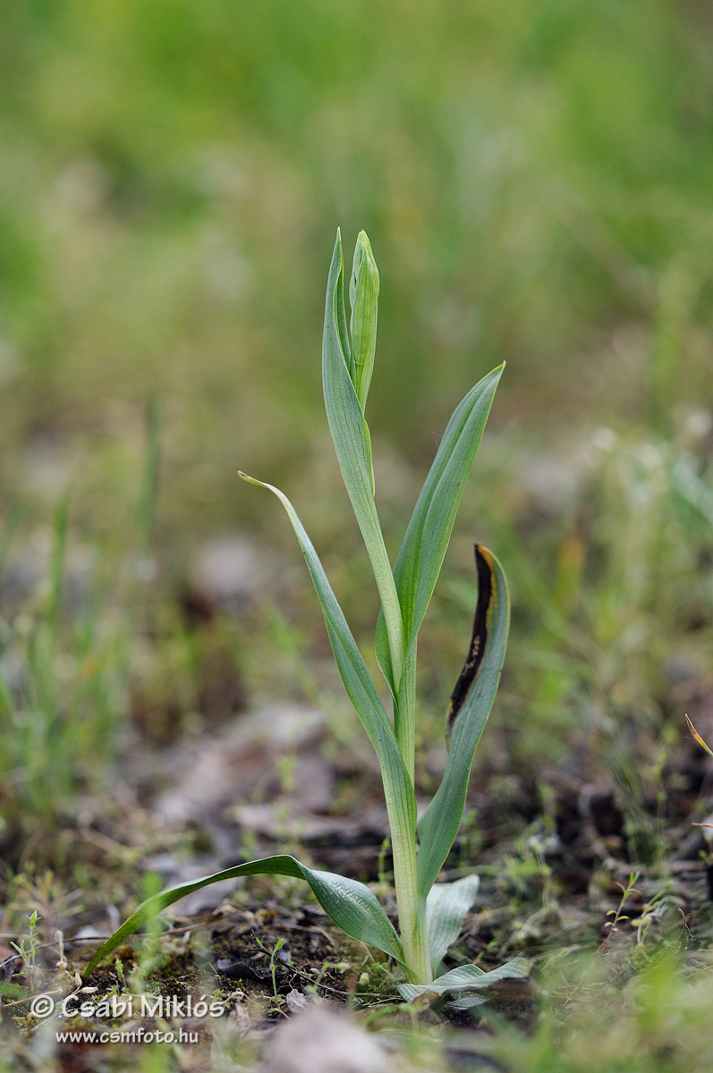 Ophrys_apifera_19.jpg - Ophrys apifera - Méhbangó 2014. 05. 13. Pilis-hg.