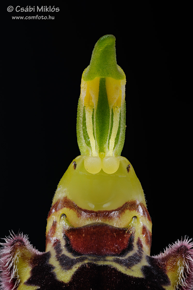 Ophrys_apifera_gyn1.jpg - Ophrys apifera - Méhbangó ivaroszlop 2015. 06. 05. Budai-hg.
