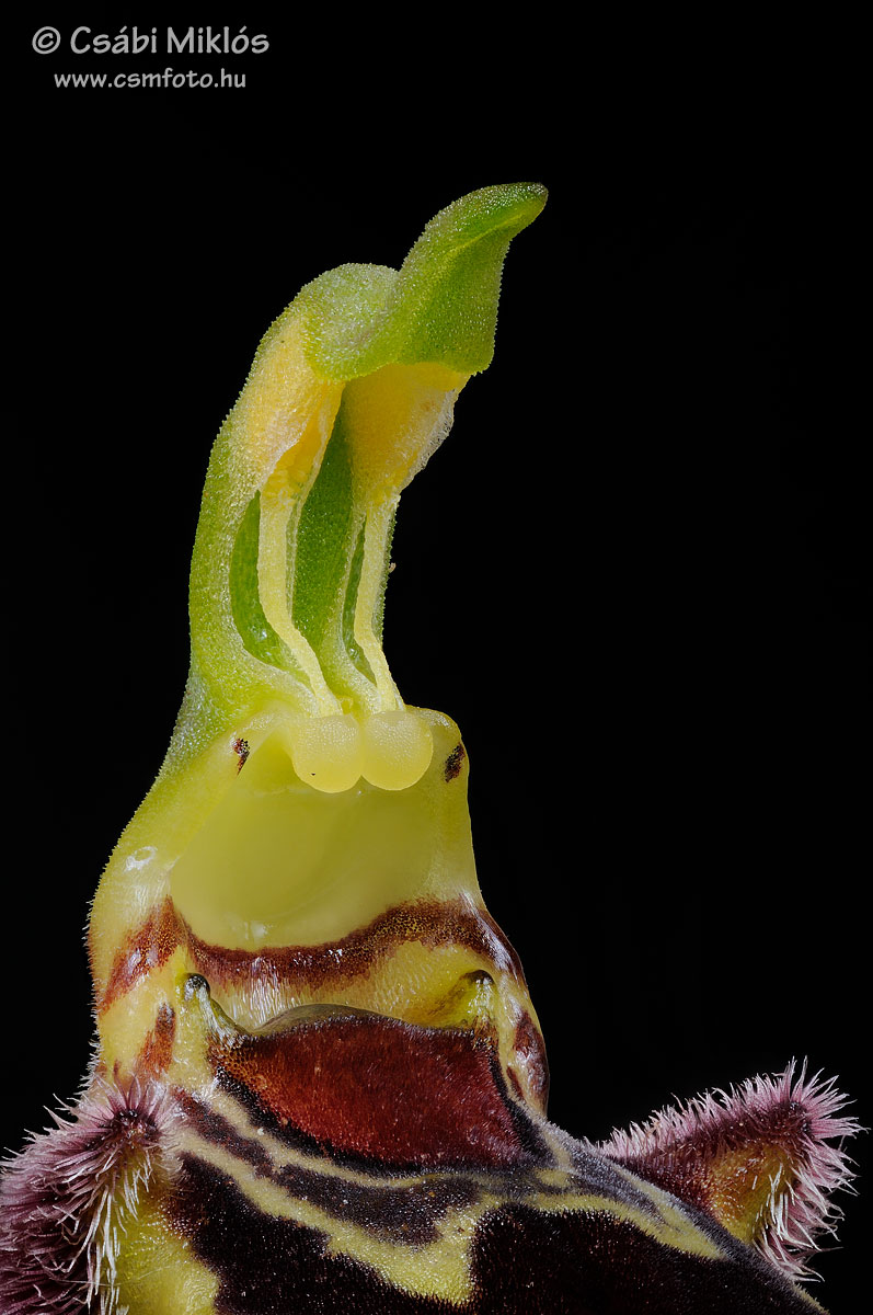 Ophrys_apifera_gyn2.jpg - Ophrys apifera - Méhbangó ivaroszlop 2015. 06. 05. Budai-hg.