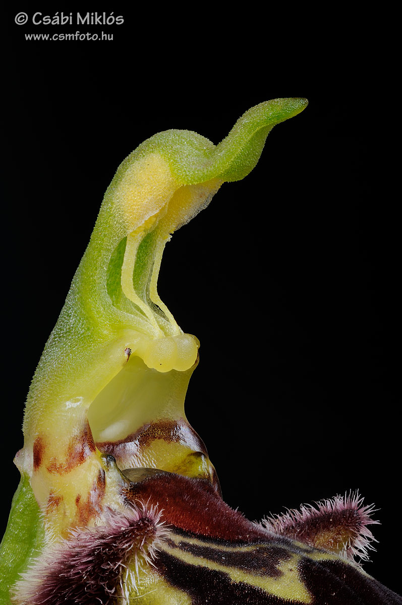 Ophrys_apifera_gyn3.jpg - Ophrys apifera - Méhbangó ivaroszlop 2015. 06. 05. Budai-hg.