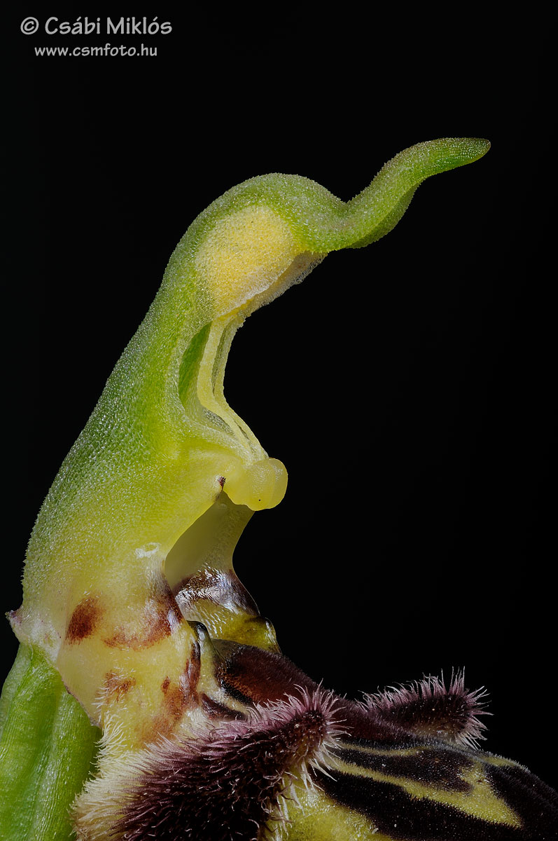Ophrys_apifera_gyn4.jpg - Ophrys apifera - Méhbangó ivaroszlop 2015. 06. 05. Budai-hg.