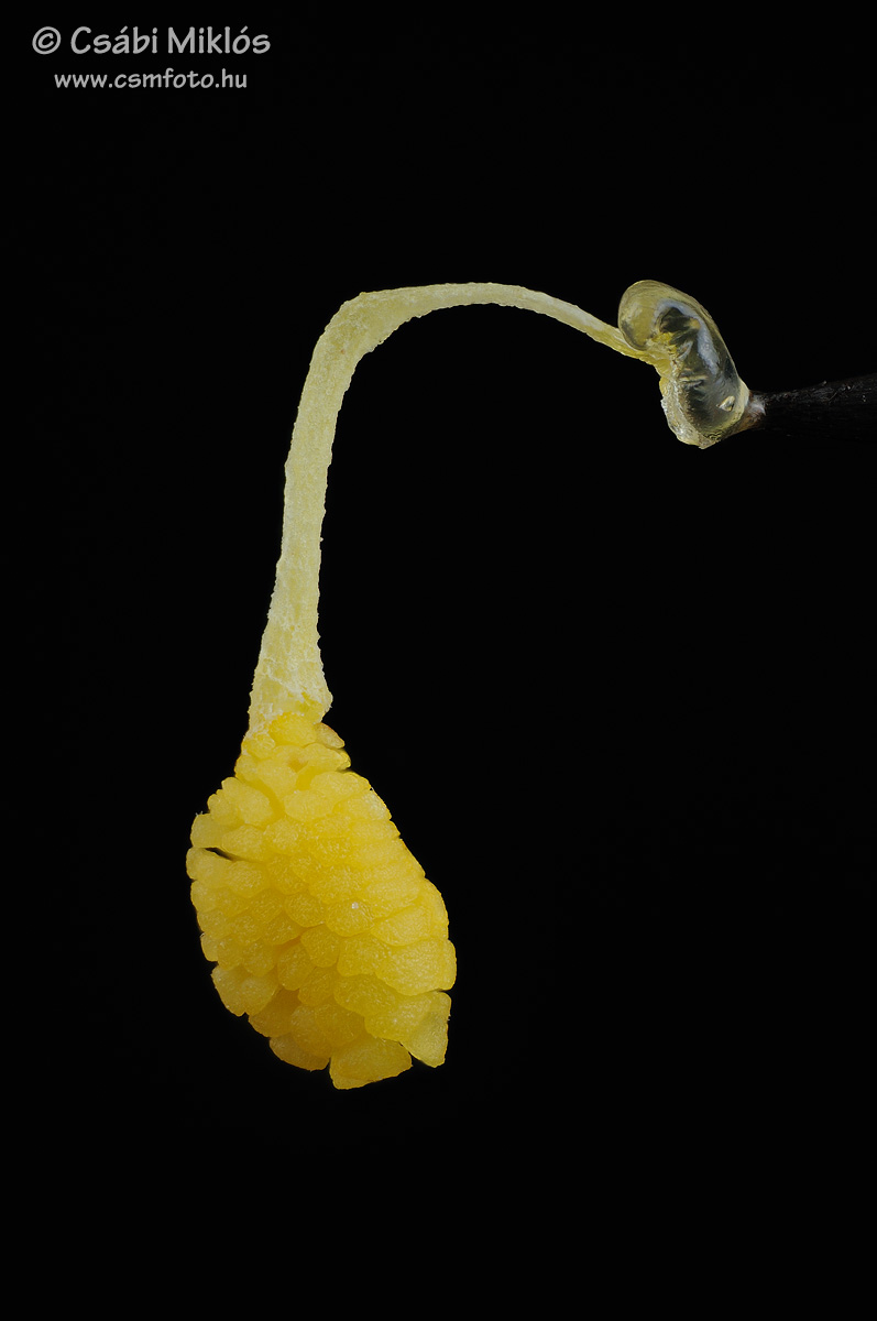Ophrys_apifera_poll.jpg - Ophrys apifera - Méhbangó pollinium 2015. 06. 05. Budai-hg.