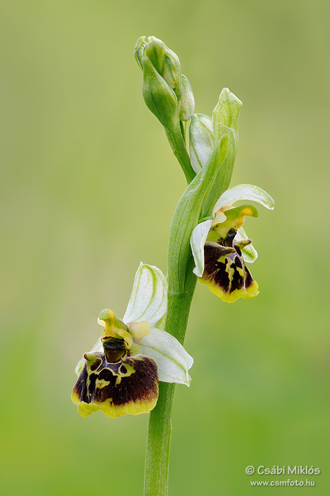 Ophrys_fuciflora_02.jpg - Ophrys fuciflora - Poszméhbangó 2010. 05. 22. Zalai-dv.
