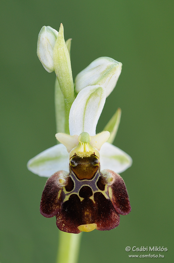 Ophrys_fuciflora_subsp_holubyana_01.jpg - Ophrys fuciflora subsp. holubyana - Holuby-bangó 2014. 05. 21. Balaton-fv.