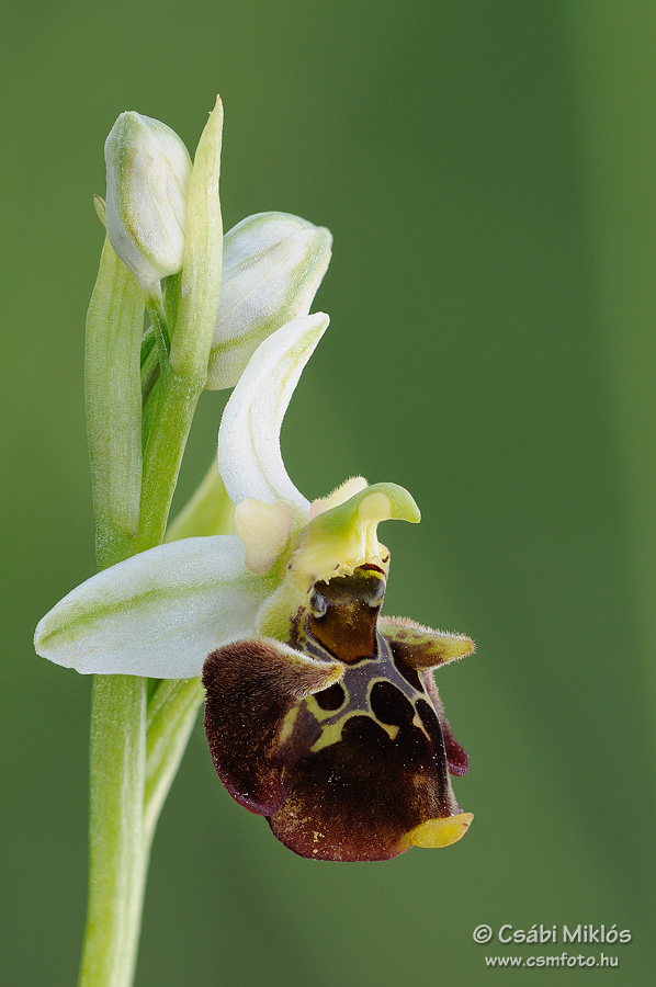 Ophrys_fuciflora_subsp_holubyana_02.jpg - Ophrys fuciflora subsp. holubyana - Holuby-bangó 2014. 05. 21. Balaton-fv.