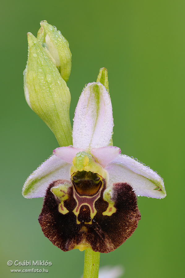 Ophrys_fuciflora_subsp_holubyana_03.jpg - Ophrys fuciflora subsp. holubyana - Holuby-bangó 2014. 05. 20. Bakony