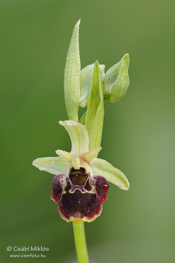 Ophrys_fuciflora_subsp_holubyana_04.jpg - Ophrys fuciflora subsp. holubyana - Holuby-bangó 2014. 05. 20. Bakony
