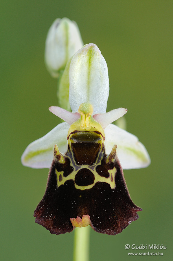 Ophrys_fuciflora_subsp_holubyana_05.jpg - Ophrys fuciflora subsp. holubyana - Holuby-bangó 2014. 05. 21. Balaton-fv.