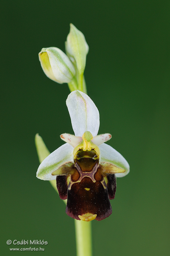 Ophrys_fuciflora_subsp_holubyana_06.jpg - Ophrys fuciflora subsp. holubyana - Holuby-bangó 2014. 05. 21. Balaton-fv.
