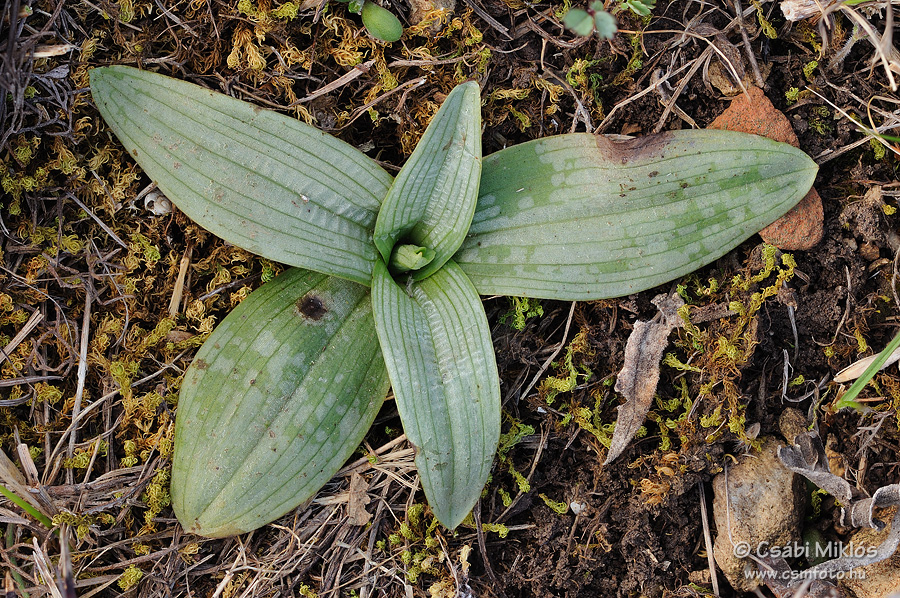 Ophrys_fuciflora_subsp_holubyana_07.jpg - Ophrys fuciflora subsp. holubyana - Holuby-bangó 2015. 03. 21. Balaton-fv.