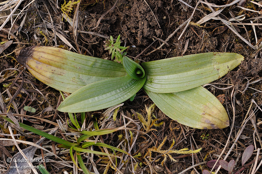 Ophrys_fuciflora_subsp_holubyana_08.jpg - Ophrys fuciflora subsp. holubyana - Holuby-bangó 2015. 03. 21. Balaton-fv.
