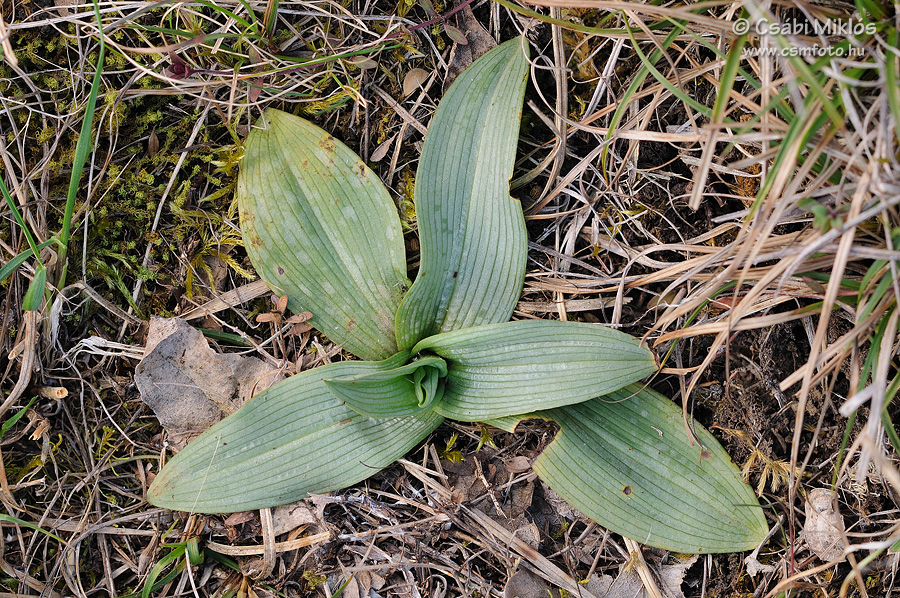 Ophrys_fuciflora_subsp_holubyana_09.jpg - Ophrys fuciflora subsp. holubyana - Holuby-bangó 2015. 03. 21. Balaton-fv.
