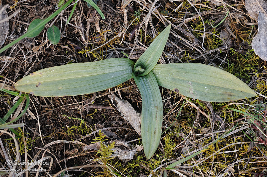 Ophrys_fuciflora_subsp_holubyana_10.jpg - Ophrys fuciflora subsp. holubyana - Holuby-bangó 2015. 03. 21. Balaton-fv.