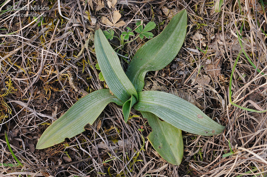 Ophrys_fuciflora_subsp_holubyana_11.jpg - Ophrys fuciflora subsp. holubyana - Holuby-bangó 2015. 03. 21. Balaton-fv.