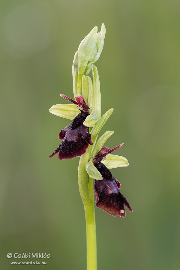 Ophrys_insectifera_02.jpg - Ophrys insectifera - Légybangó 2016. 05. 06. Turjánvidék