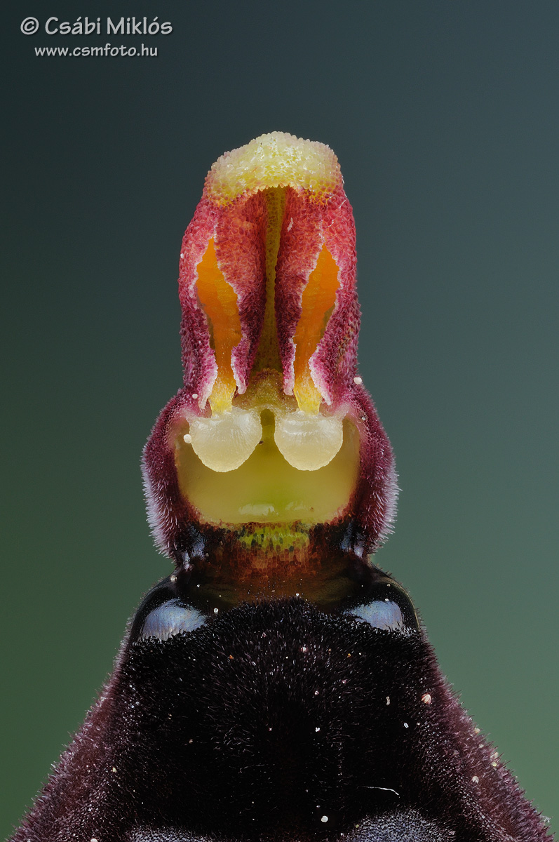 Ophrys_insectifera_gyn1.jpg - Ophrys insectifera - Légybangó ivaroszlop 2015. 05. 13. Turjánvidék
