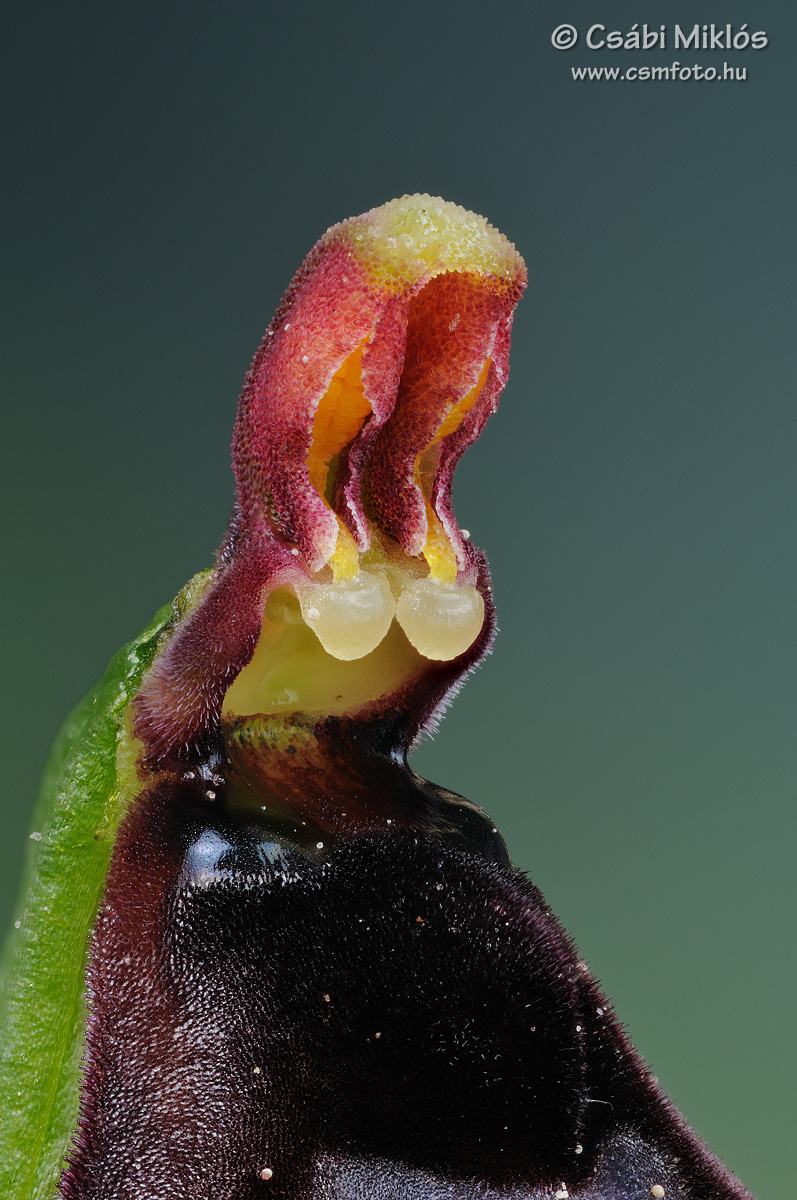 Ophrys_insectifera_gyn2.jpg - Ophrys insectifera - Légybangó ivaroszlop 2015. 05. 13. Turjánvidék