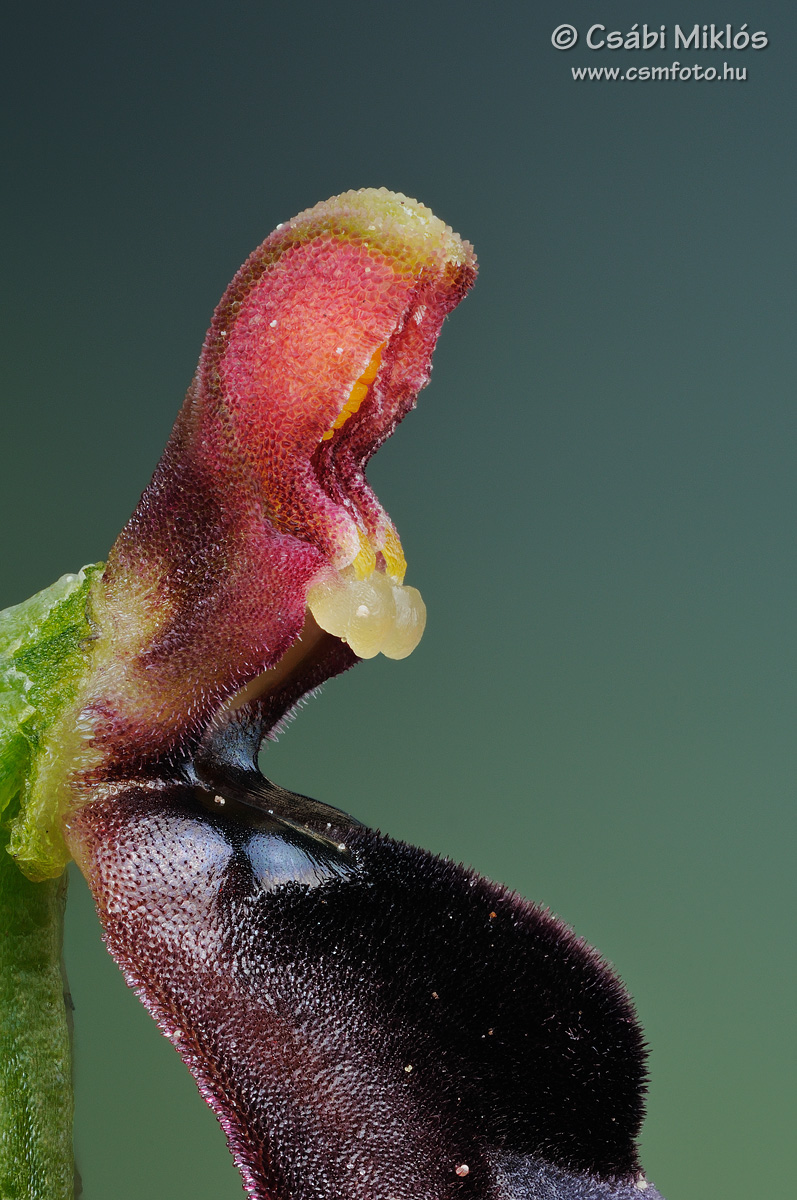 Ophrys_insectifera_gyn3.jpg - Ophrys insectifera - Légybangó ivaroszlop 2015. 05. 13. Turjánvidék
