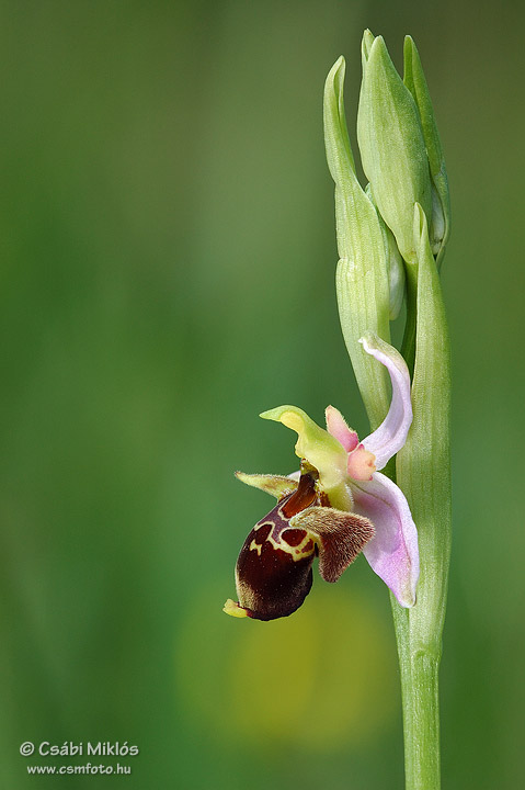 Ophrys_oestrifera_01.jpg - Ophrys oestrifera - Szarvas bangó 2008. 05. 25. Turjánvidék
