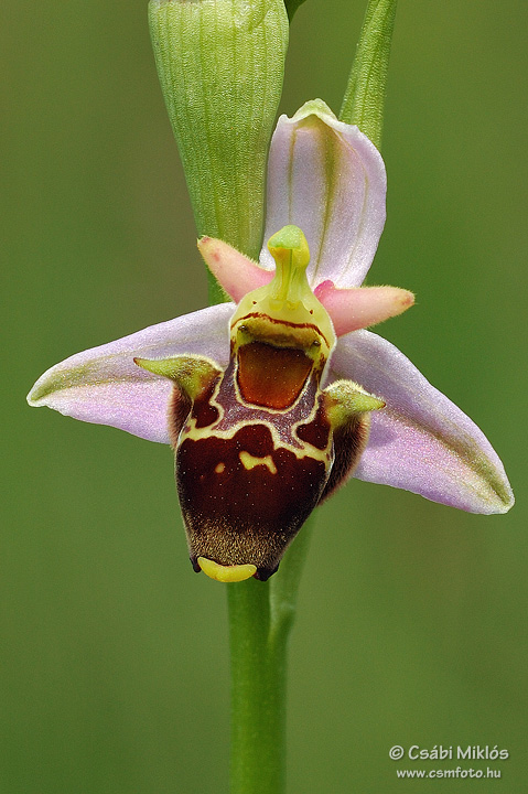 Ophrys_oestrifera_02.jpg - Ophrys oestrifera - Szarvas bangó 2008. 05. 25. Turjánvidék