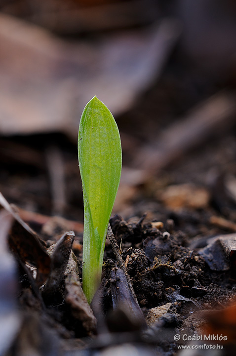 Ophrys_oestrifera_07.jpg - Ophrys oestrifera - Szarvas bangó 2012. 01. 25. Budai-hg.