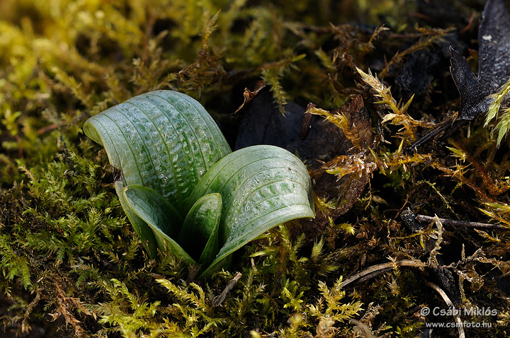 Ophrys_oestrifera_09.jpg - Ophrys oestrifera - Szarvas bangó 2012. 03. 03. Budai-hg.