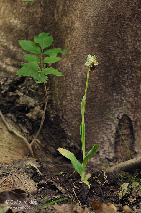 Ophrys_oestrifera_13.jpg - Ophrys oestrifera - Szarvas bangó 2012. 05. 11. Budai-hg.