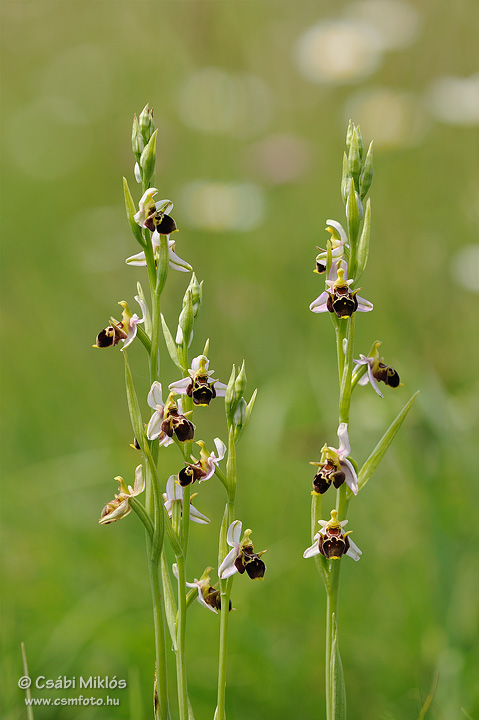 Ophrys_oestrifera_14.jpg - Ophrys oestrifera - Szarvas bangó 2011. 06. 05. Turjánvidék