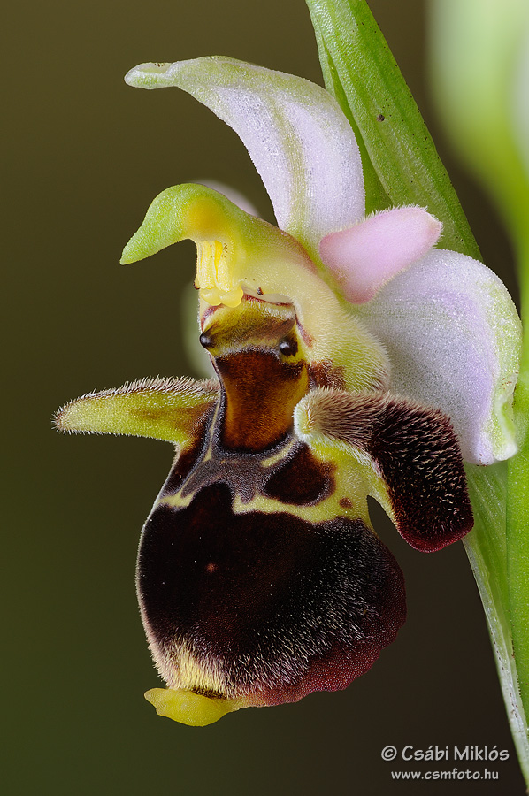 Ophrys_oestrifera_15.jpg - Ophrys oestrifera - Szarvas bangó 2013. 05. 28. Budai-hg.