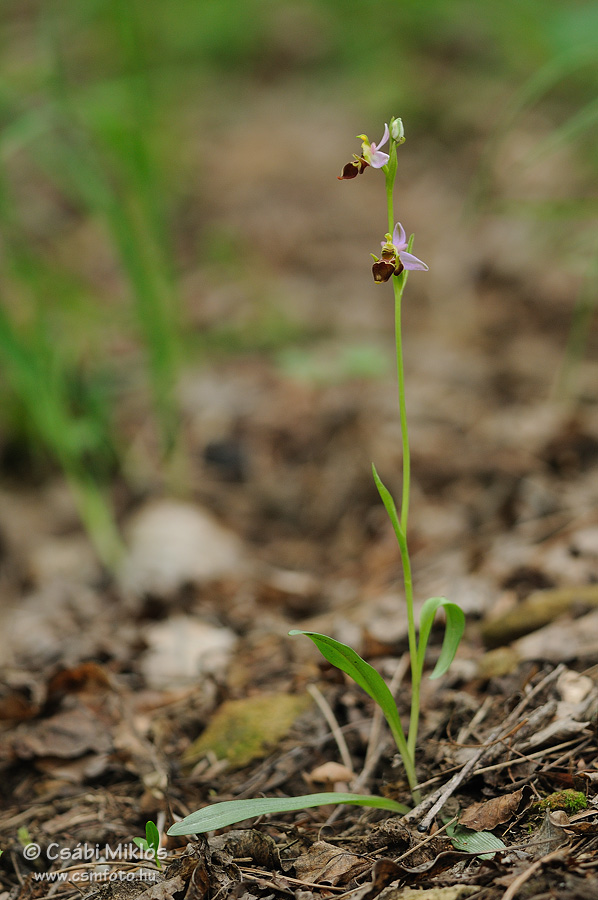 Ophrys_oestrifera_16.jpg - Ophrys oestrifera - Szarvas bangó 2013. 05. 28. Budai-hg.