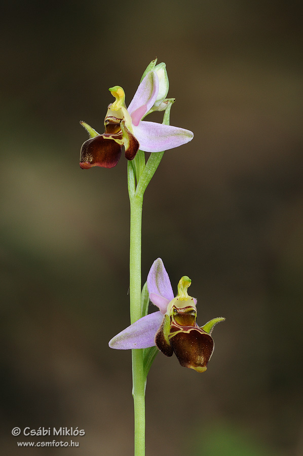 Ophrys_oestrifera_17.jpg - Ophrys oestrifera - Szarvas bangó 2013. 05. 28. Budai-hg.