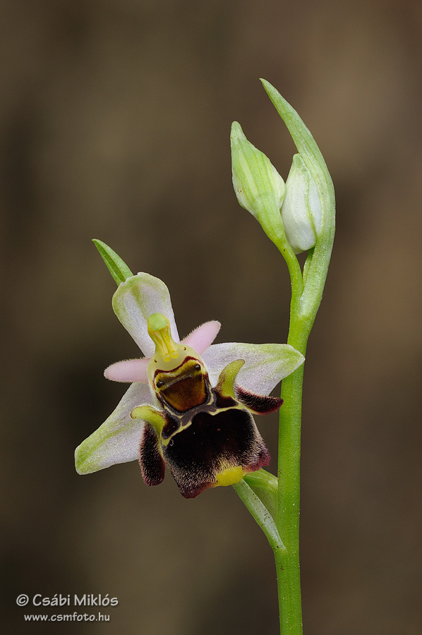 Ophrys_oestrifera_18.jpg - Ophrys oestrifera - Szarvas bangó 2013. 05. 28. Budai-hg.