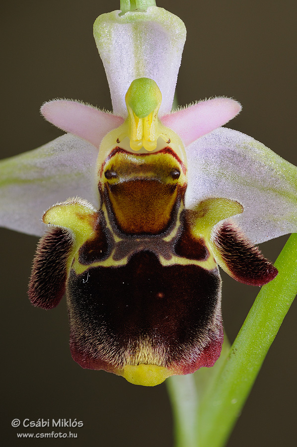 Ophrys_oestrifera_19.jpg - Ophrys oestrifera - Szarvas bangó 2013. 05. 28. Budai-hg.